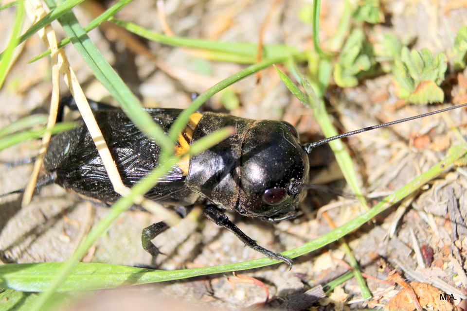 Gryllus campestris - mezei tücsök