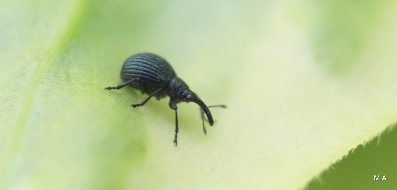 Holotrichapion pisi - lucernarügy-cickányormányos