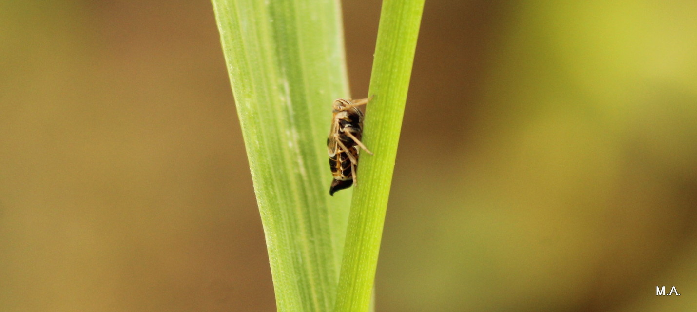 Florodelphax leptosoma