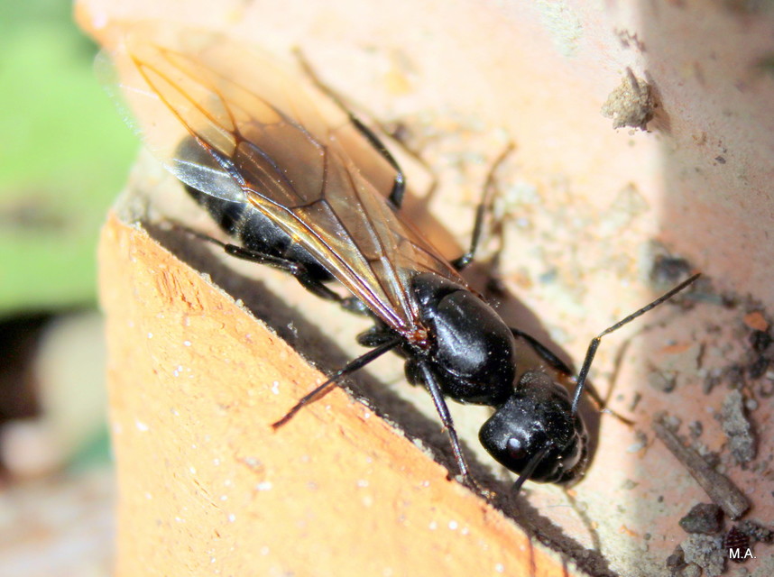 Camponotus vagus - fekete lóhangya