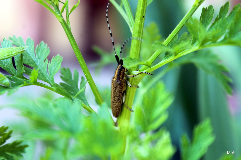 Agapanthia villosoviridescens - fehérgyűrűs bogáncscincér