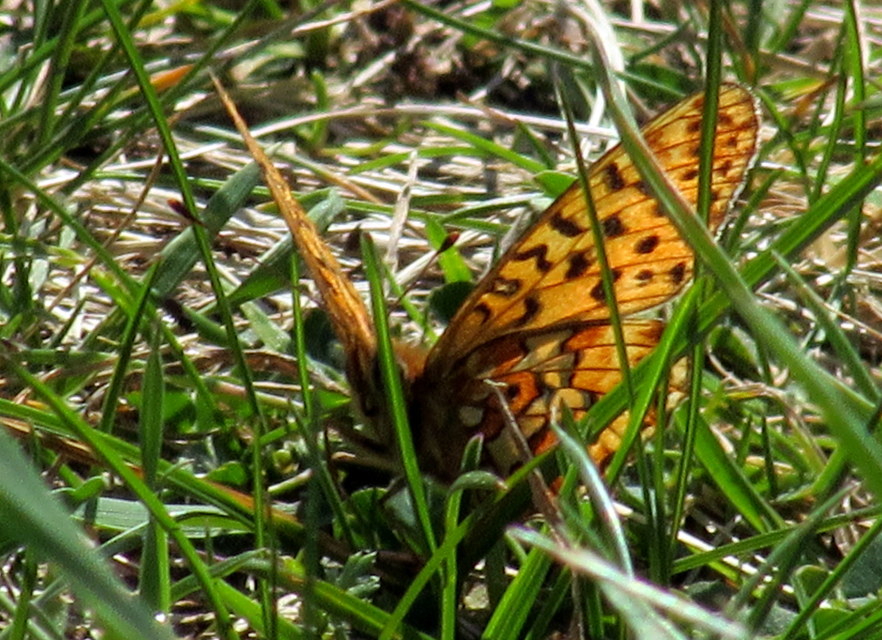 Boloria selene - fakó gyöngyházlepke
