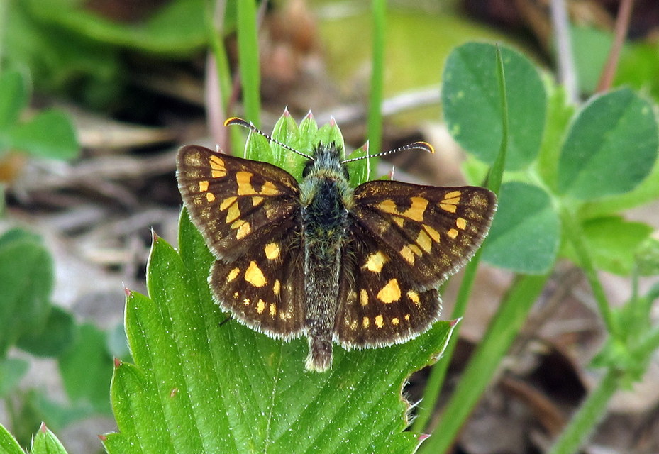 Carterocephalus palaemon - kockás busalepke
