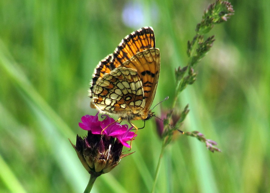 Melitaea athalia - közönséges tarkalepke