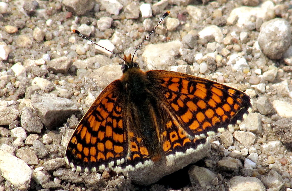 Melitaea cinxia - réti tarkalepke