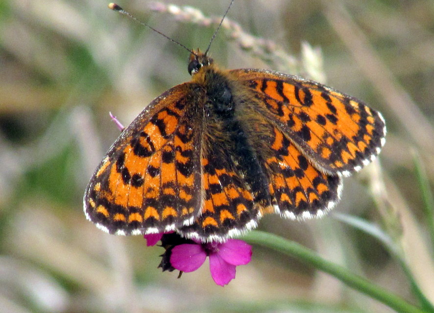 Melitaea trivia - kis tarkalepke