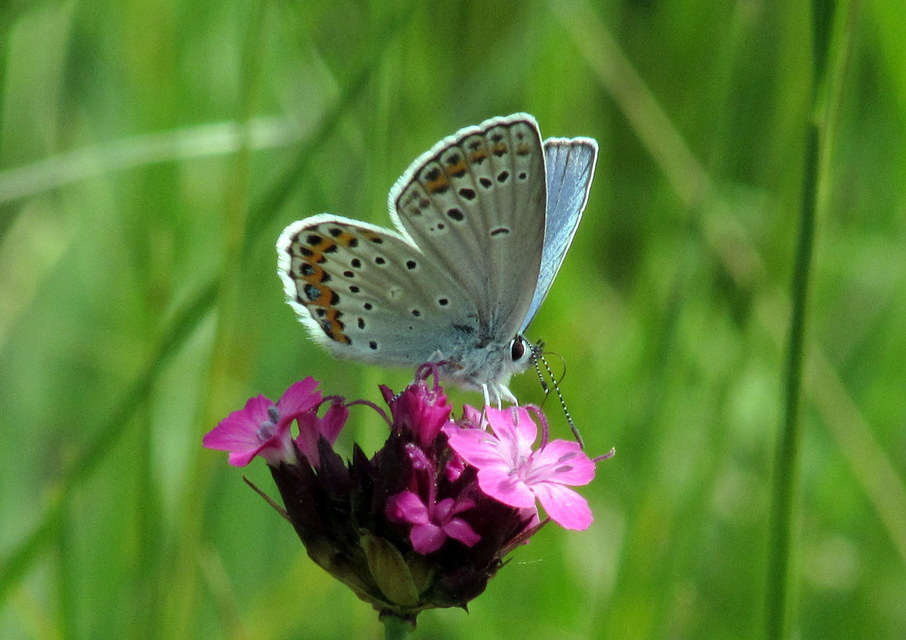 Plebejus argyrognomon - tintakék boglárka
