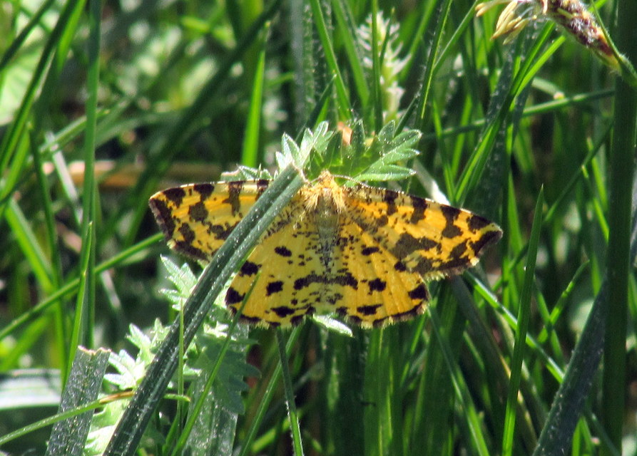 Pseudopanthera macularia - párducfoltos araszoló