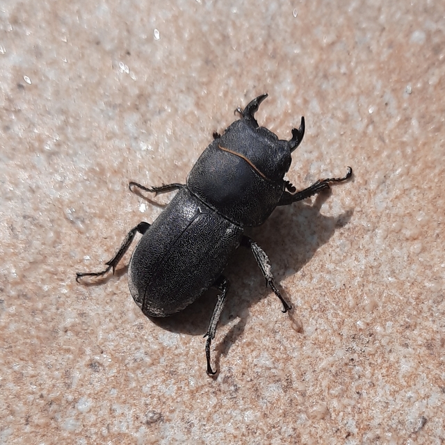 Dorcus parallelipipedus - kis szarvasbogár