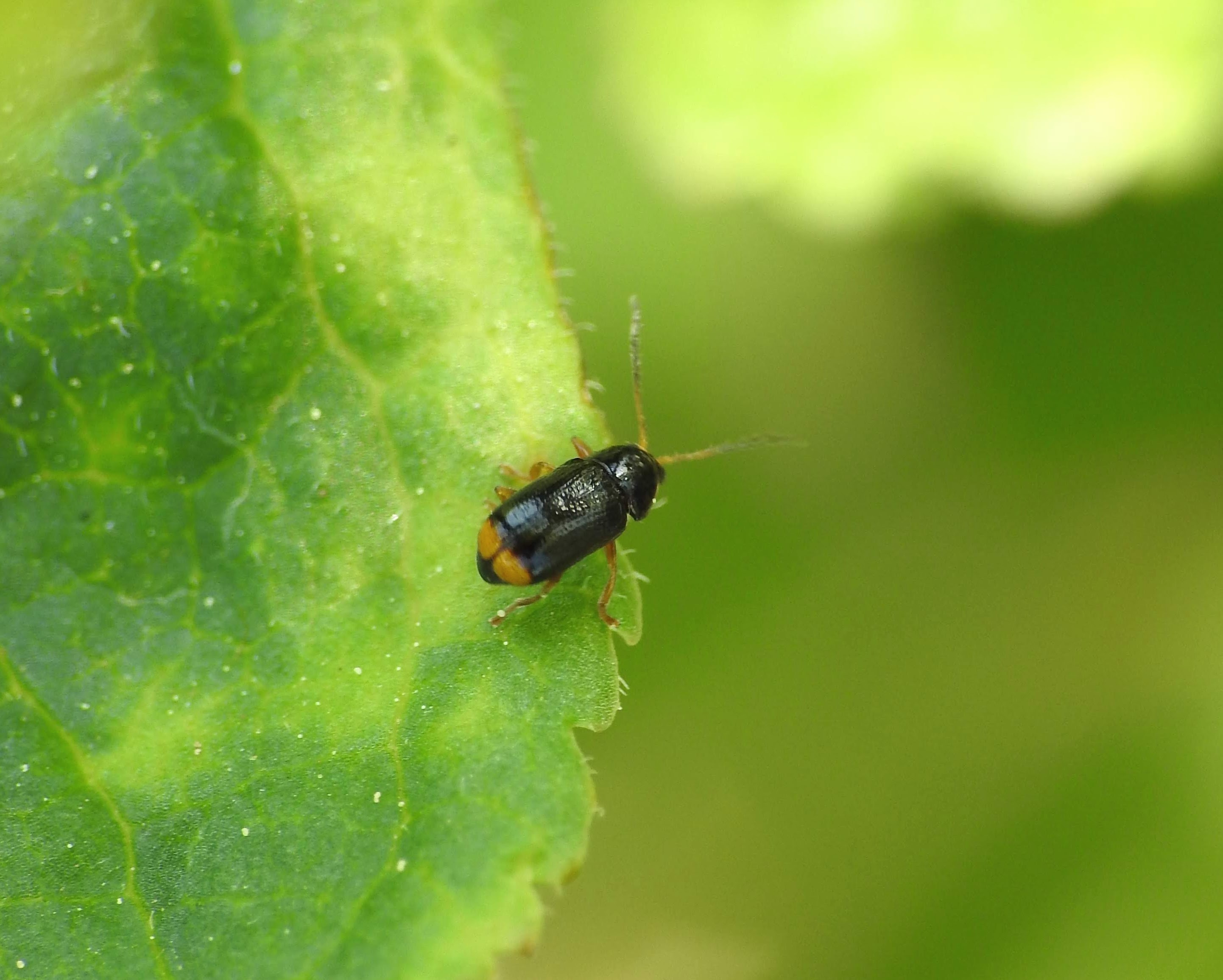 Cryptocephalus chrysopus - sárgavégű zömökbogár