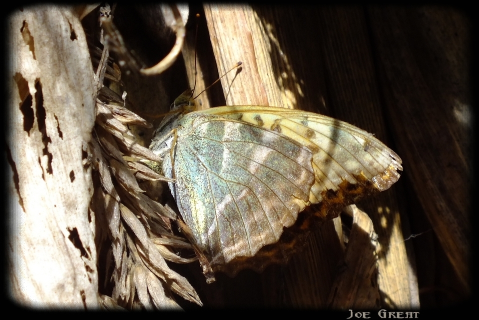 Argynnis paphia - nagy gyöngyházlepke