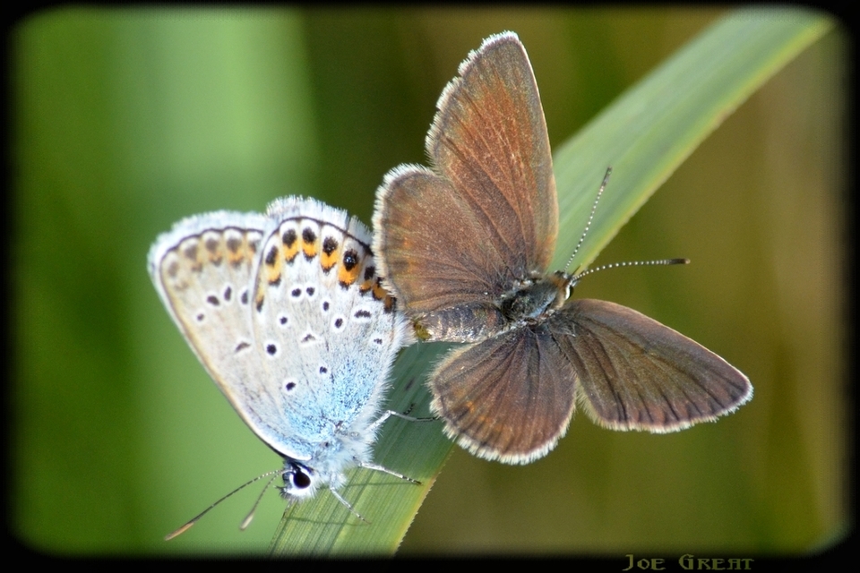 Plebejus argus - ezüstös boglárka