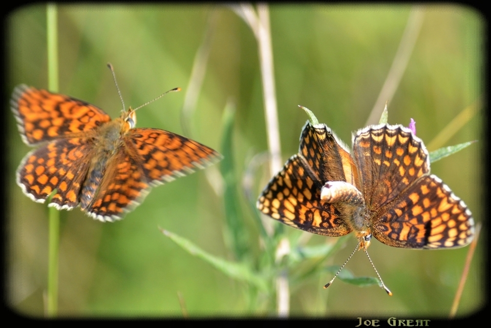 Melitaea phoebe - nagy tarkalepke
