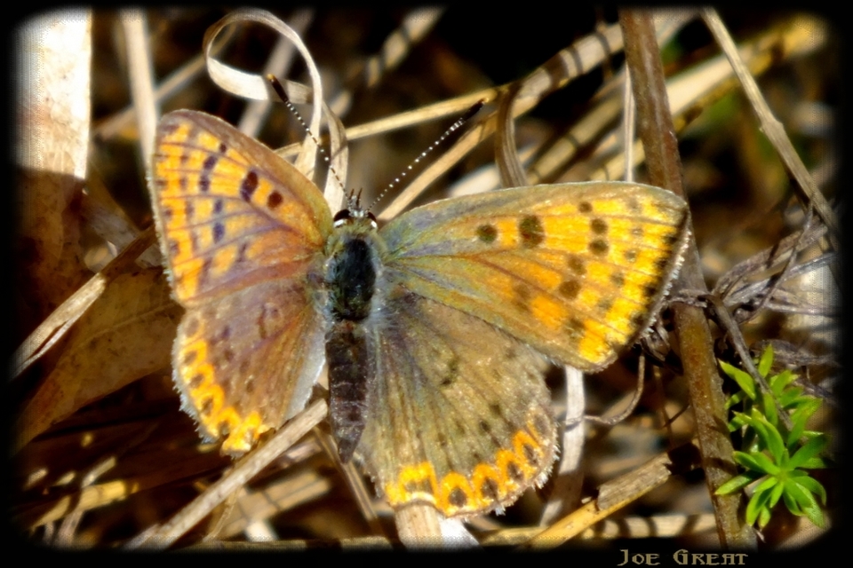 Lycaena tityrus - barna tűzlepke