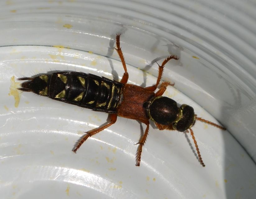 Staphylinus caesareus - aranysujtásos holyva