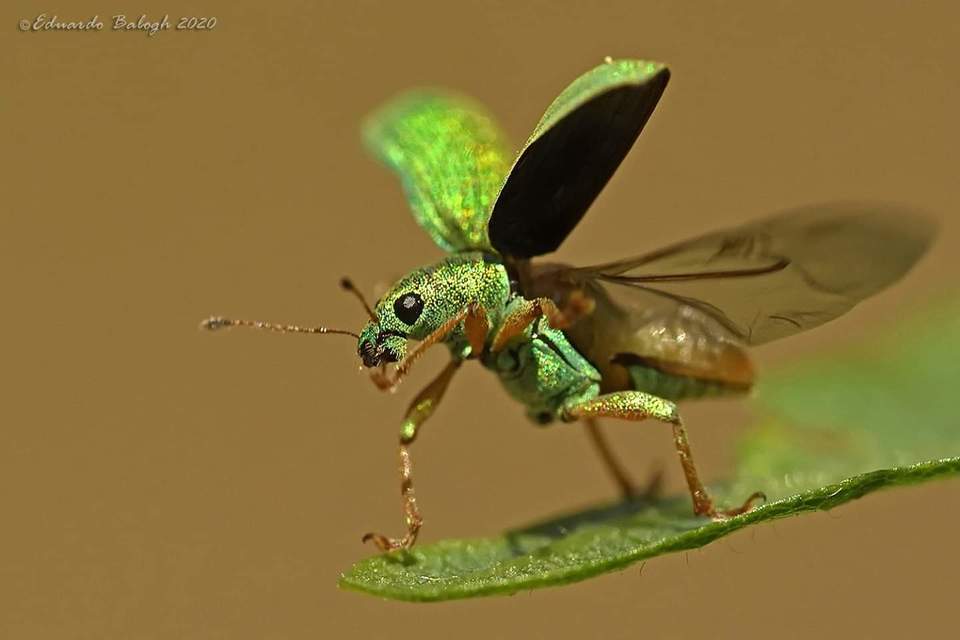 Polydrusus formosus - selymes lombormányos