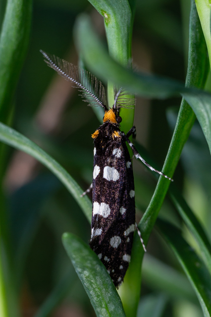 Euplocamus anthracinalis - fésűscsápú korhadékmoly