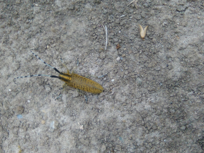 Agapanthia villosoviridescens - fehérgyűrűs bogáncscincér