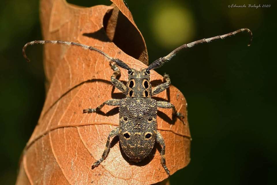 Mesosa curculionoides - szemfoltos cincér