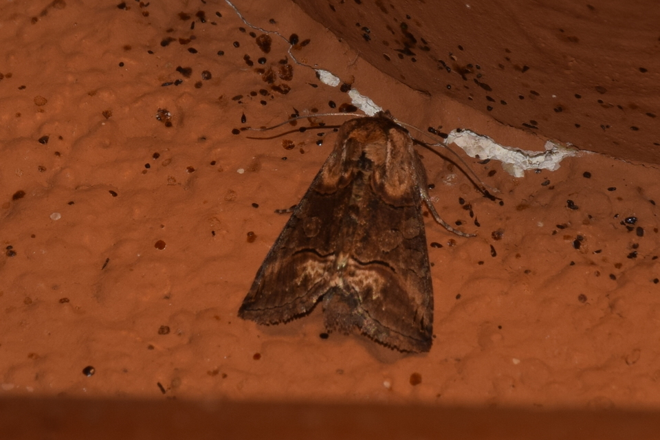 Abrostola triplasia - közönséges csalánbagoly