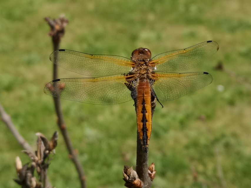 Libellula fulva - kisfoltos laposacsa