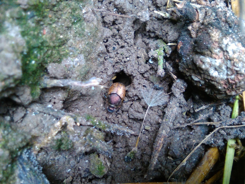 Onthophagus coenobita - rezes trágyatúró