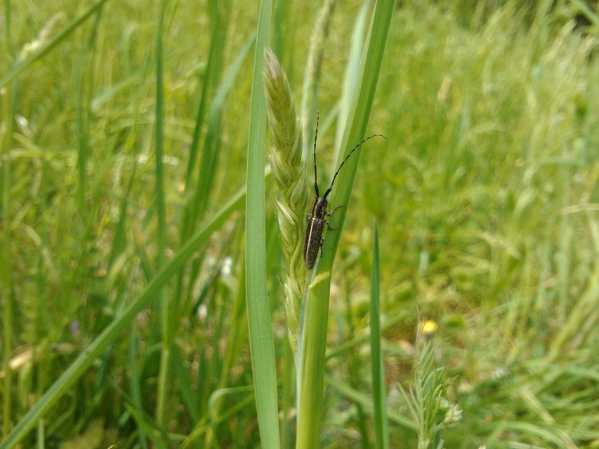 Agapanthia cardui - sávos bogáncscincér
