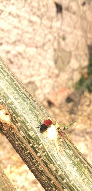 Bostrichus capucinus - piros csuklyásszú