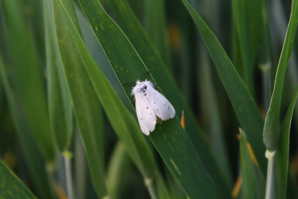 Diaphora mendica - felemás medvelepke