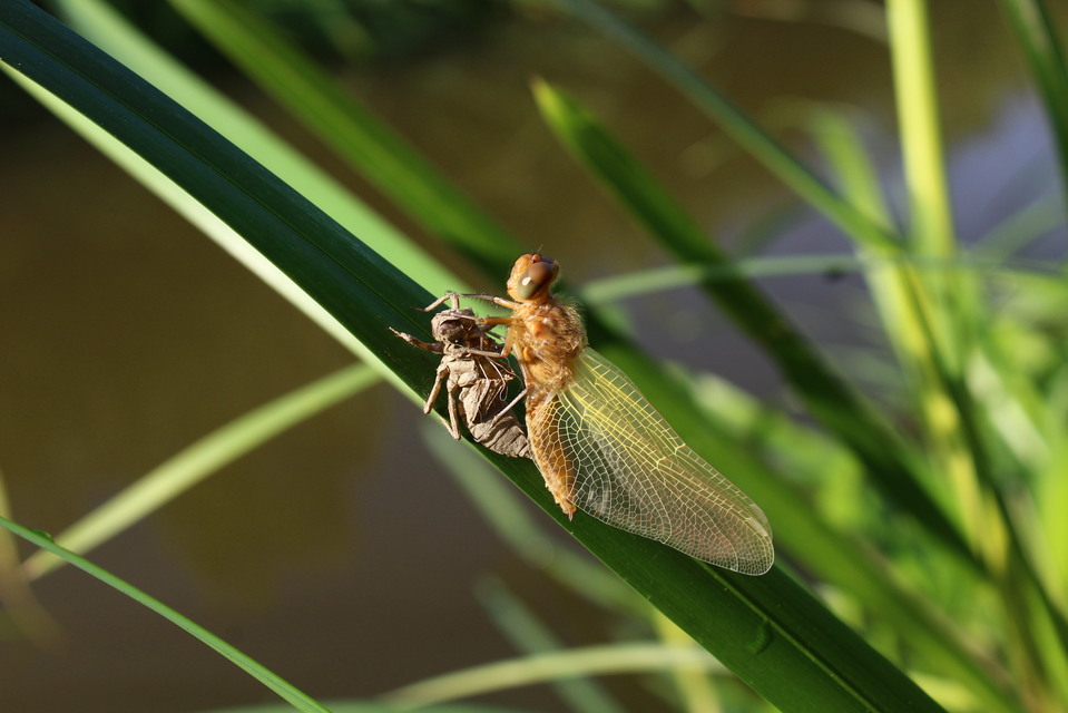 Libellula fulva - kisfoltos laposacsa