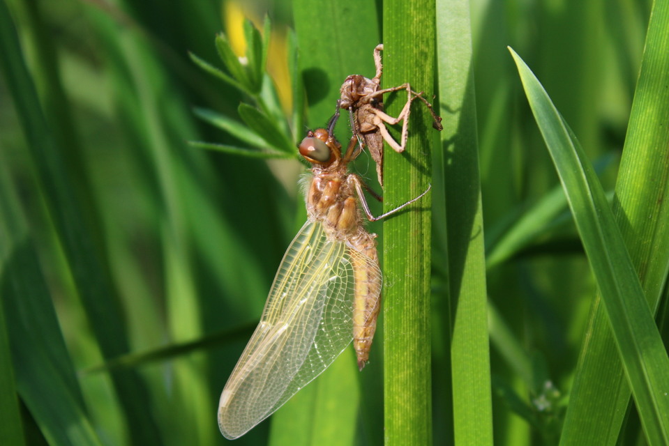Libellula fulva - kisfoltos laposacsa