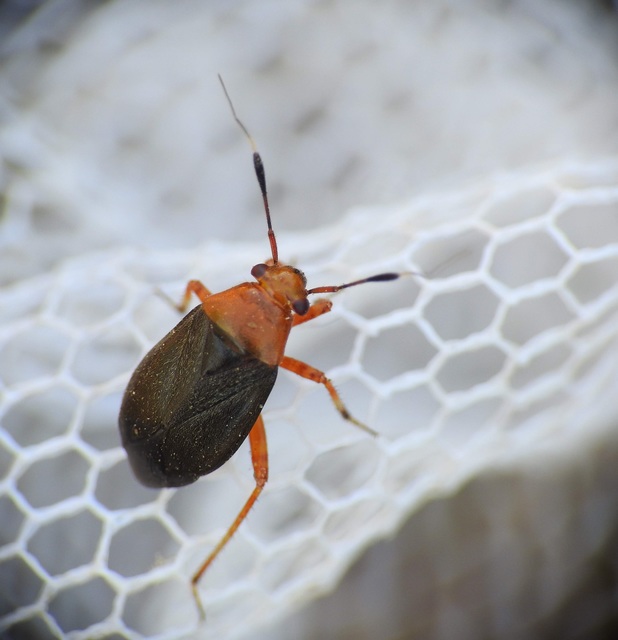 Capsus ater - fekete mezeipoloska