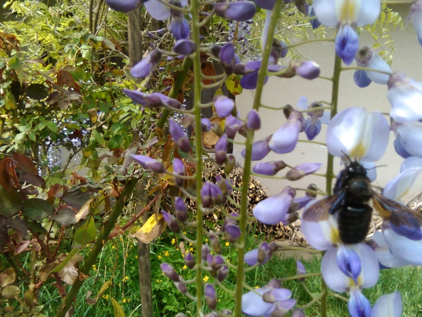 Xylocopa violacea - kék fadongó