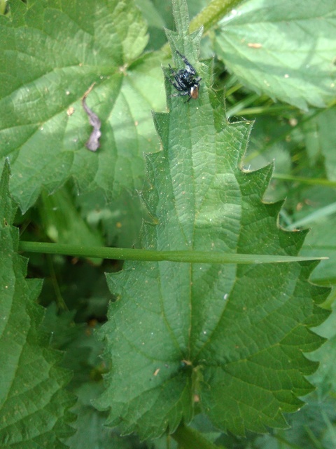 Carrhotus xanthogramma - rozsdás ugrópók