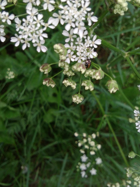Anthrenus scrophulariae - nagy múzeumbogár