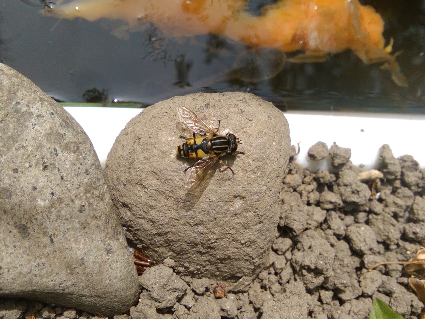 Helophilus pendulus - közönséges mocsárilégy