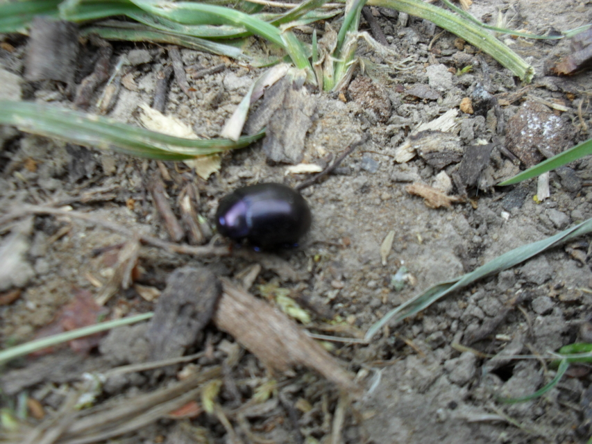 Chrysolina sturmi - vöröslábú levelész