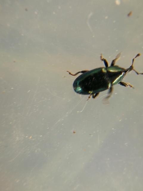 Aulacobaris caerulescens - fémes repcebáris