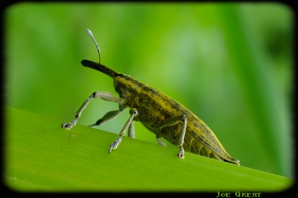 Lixus iridis - bürökfúró dudvabarkó