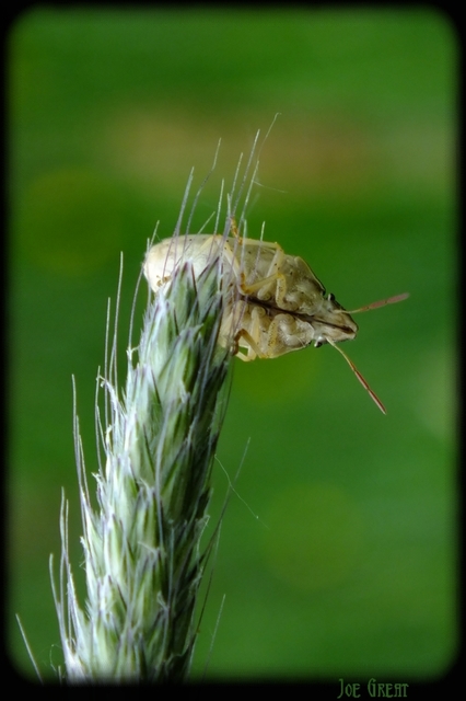 Aelia acuminata - közönséges szipolypoloska Aelia acuminata - közönséges szipolypoloska