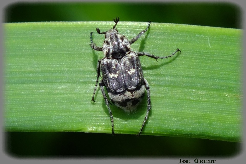 Valgus hemipterus - suta virágbogár