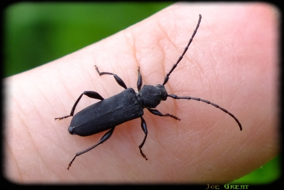 Ropalopus macropus - kis facincér Ropalopus macropus - kis facincér