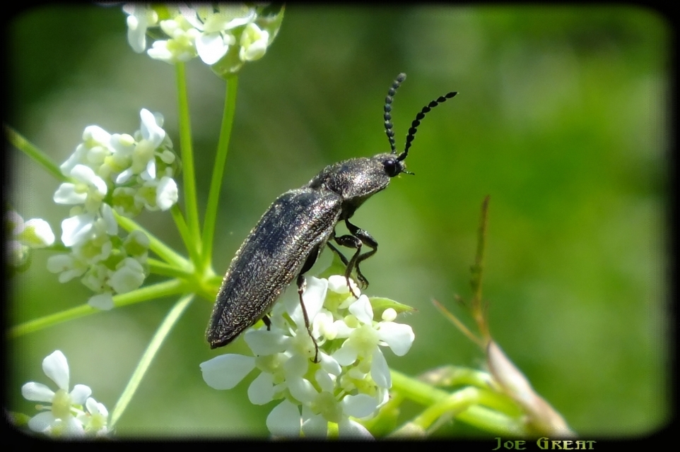 Cidnopus pilosus - szőrös pattanó