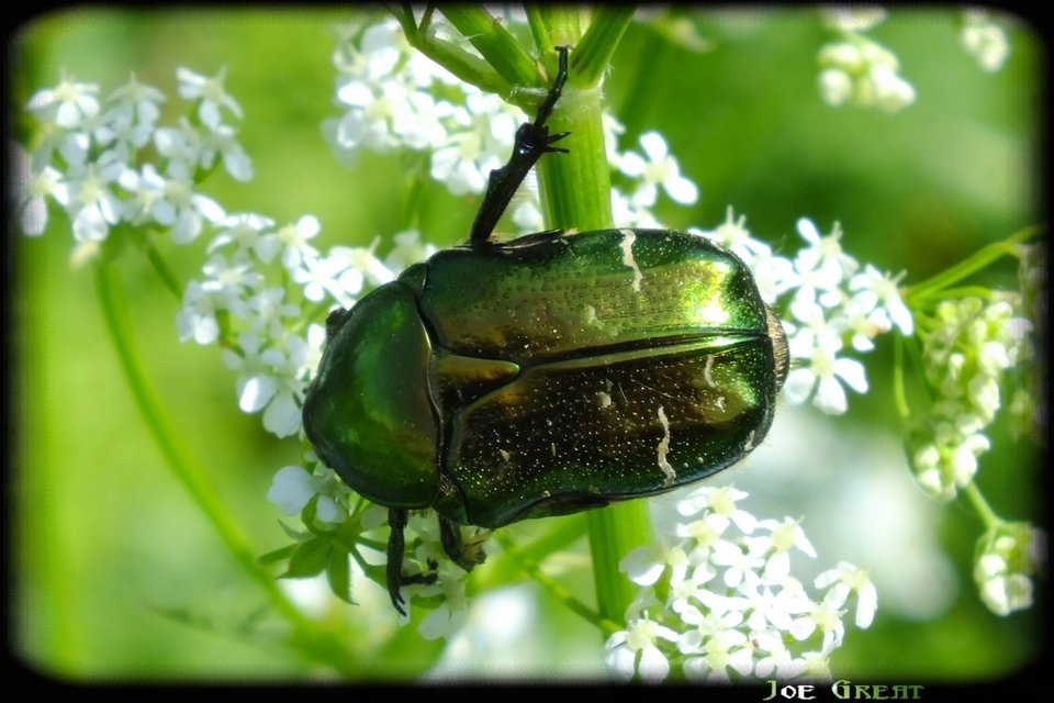 Cetonia aurata - aranyos virágbogár