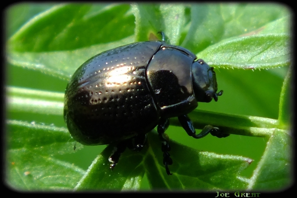Chrysolina oricalcia - bronzos levélbogár