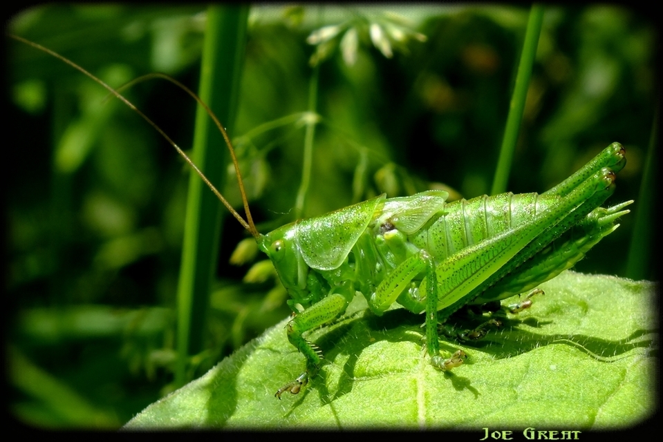Tettigonia
