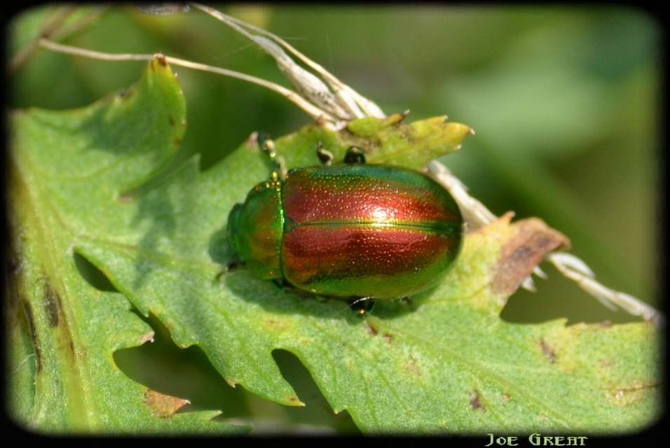 Chrysolina graminis - zöld varádicslevelész