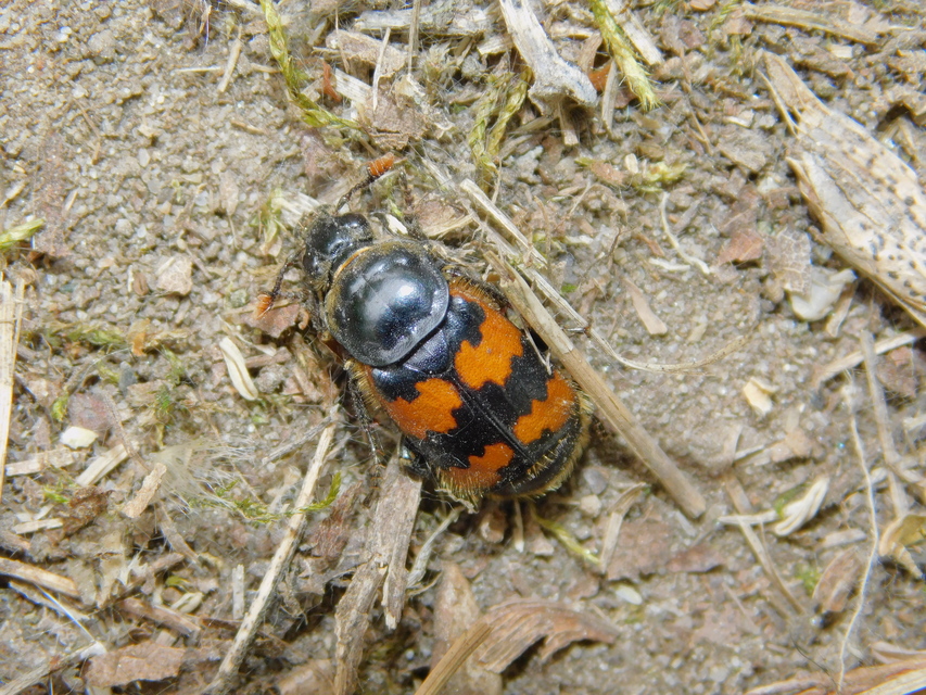 Nicrophorus vespillo - közönséges temetőbogár