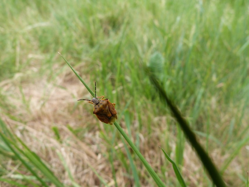 Carpocoris