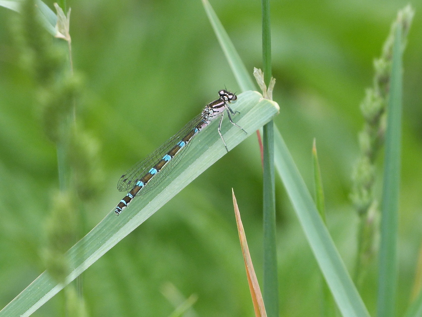 Coenagrion ornatum - díszes légivadász